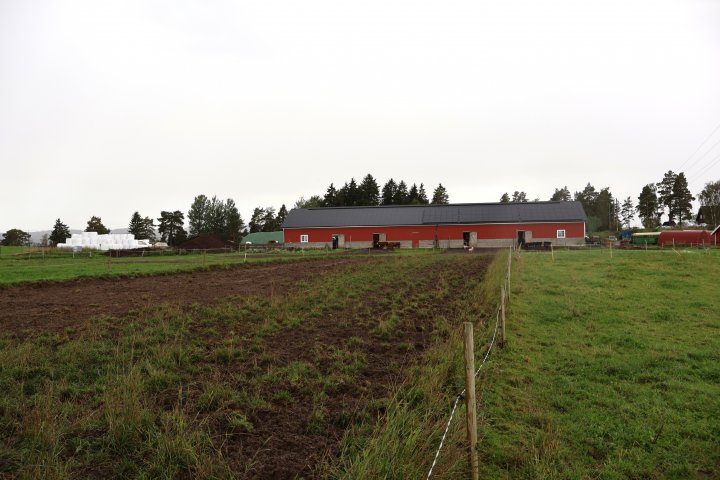 Man ser tydelig hvilket område som brukes til gris, hvor grisene har rota rundt i jorda. Foto: Rosann Johanssen