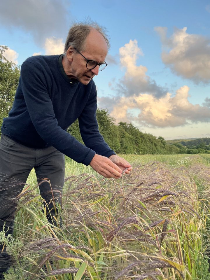 Landsorten tilbyr et spennende utvalg av gamle og nye kornsorter til sine medlemmer. Andres Borgen viser fram nakenbyggsorten Babuskha med brun-lilla kjerner. Foto: Anniken Stensrud