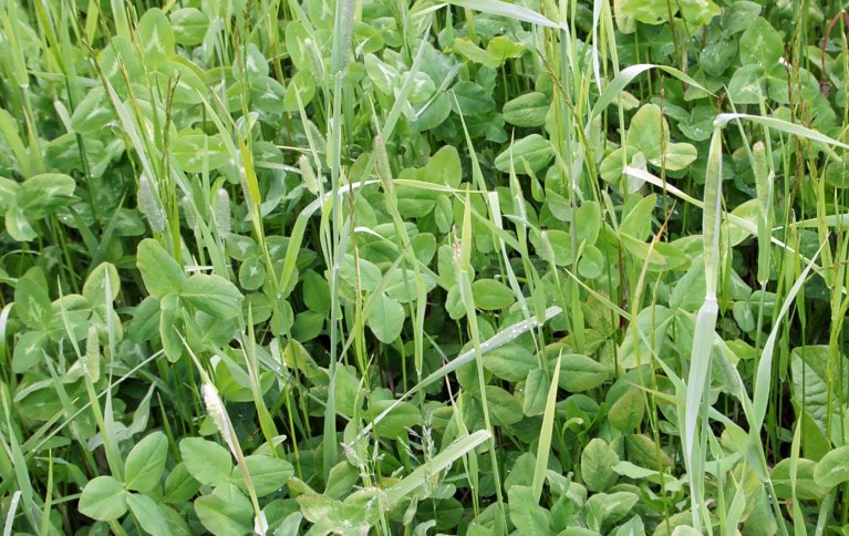 Kløver og andre belgvekster har samliv med Rhizobium-bakterier. Disse bakteriene lever i knoller på belgvekstrøttene og har evne til å samle nitrogen fra lufta. Foto: Sissel Hansen