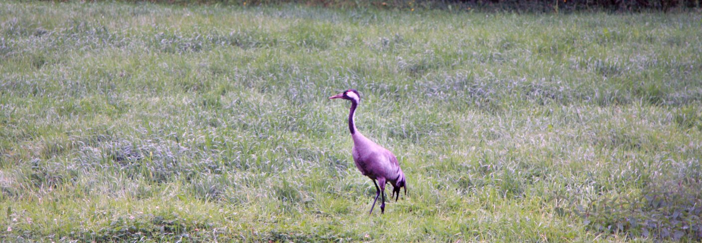 Fugler gir et godt bilde på naturens "helsetilstand". Mange arter er knyttet til jordbrukslandskapet. . Foto: Anita Land