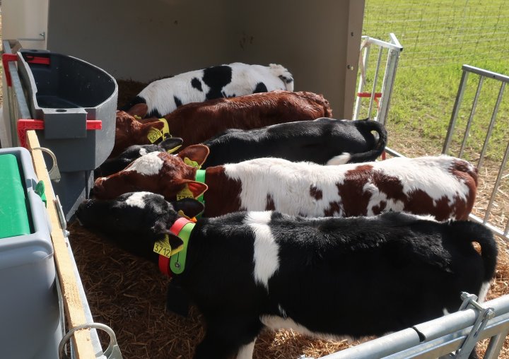 Kalver I Binge Bilde 1. Kalvene som ble skilt tidlig fra mødrene sine fikk melk via melkebar ute på beite. Foto: Rosann Johanssen