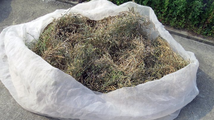 Brassica Pods Harvested