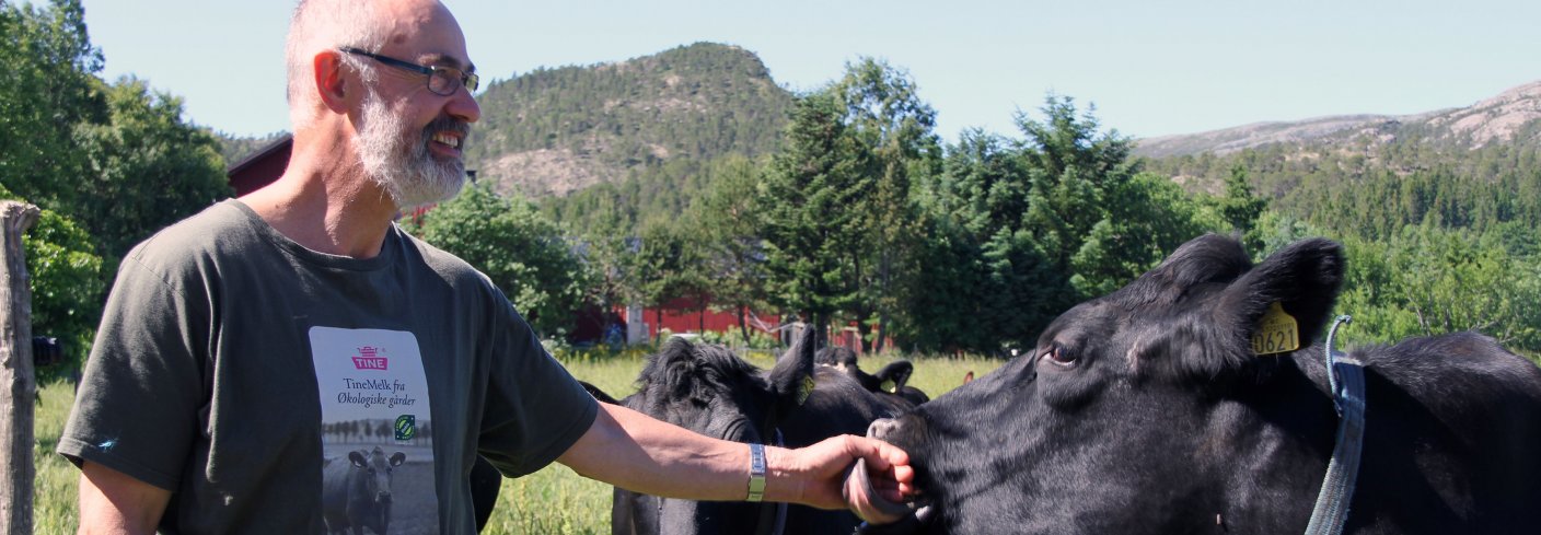 Otto har god kontakt med kyrne, og sørger for oppfølging av hver enkelt. Foto: Eva Pauline Hedregart