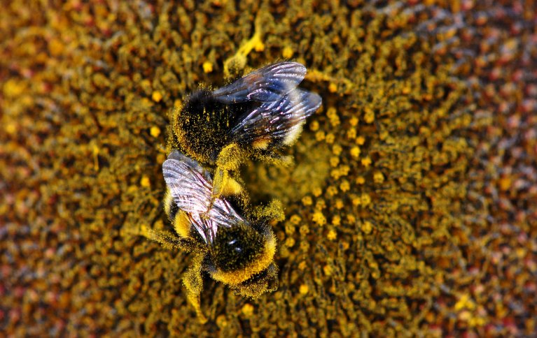 Det er estimert at i tempererte soner som vi har i Norge, blir rundt 78 % av blomstrende planter bestøvet av dyr. Og i de fleste tilfeller blir jobben gjort av insekter, forteller forsker i NIBIO Eveliina Kallioniemi. Foto: Ragnar Våga Pedersen, NIBIO