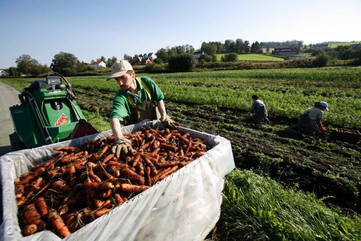 Ikke start med storskalaproduksjon før du har avtale om omsetning. Foto: Leif Arne Holme