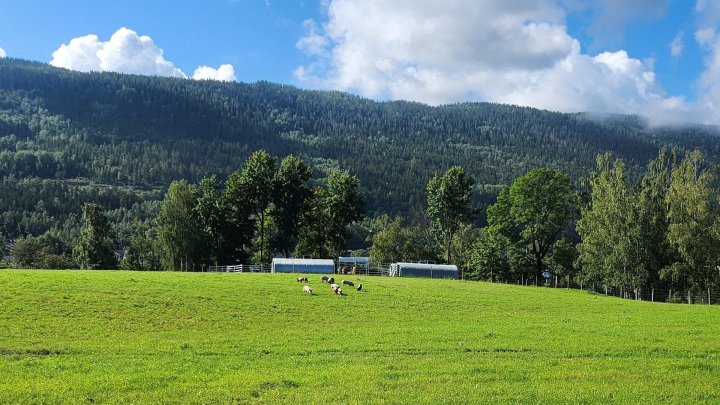 Grise har store areal å bevege seg på med flyttbare hytter der de kan søke ly. Foto: Langesøy gård