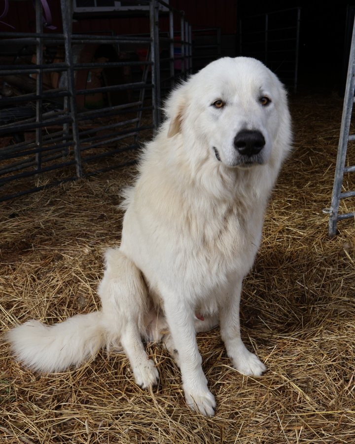 Hunden Leo er av rasen Maremma og ble anskaffet for å være vokterhund på gården. Foto: Rosann Johanssen