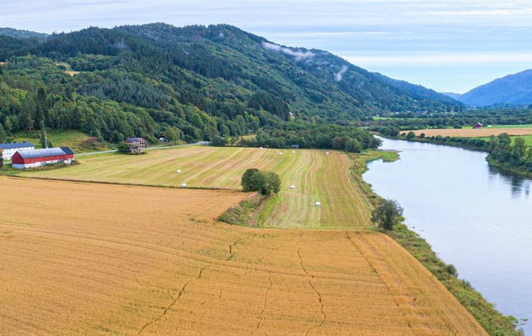 ØKOLOGISK KORNDYRKING: På Mogstad i Surnadal dyrkes det økologisk korn med ambisjon om å bygge anlegg for foredling av korn på gården. . Foto: Frode Grønmyr