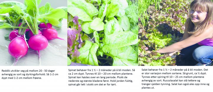 Ill 3Reddiker Salat Og Spinat