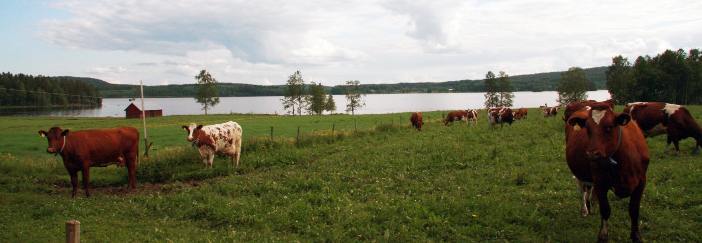 Kyr på en økologisk gard i Sverige. Foto: Anita Land