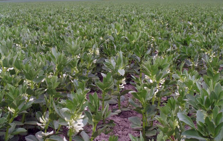 STABILE AVLINGER: Sortskombinasjoner og samplanting med åkerbønne og vårhvete kan øke avlingsstabiliteten hos åkerbønne ved å redusere risikoen for ugrasproblemer og soppsykdommer. Foto: John Ingar Øverland