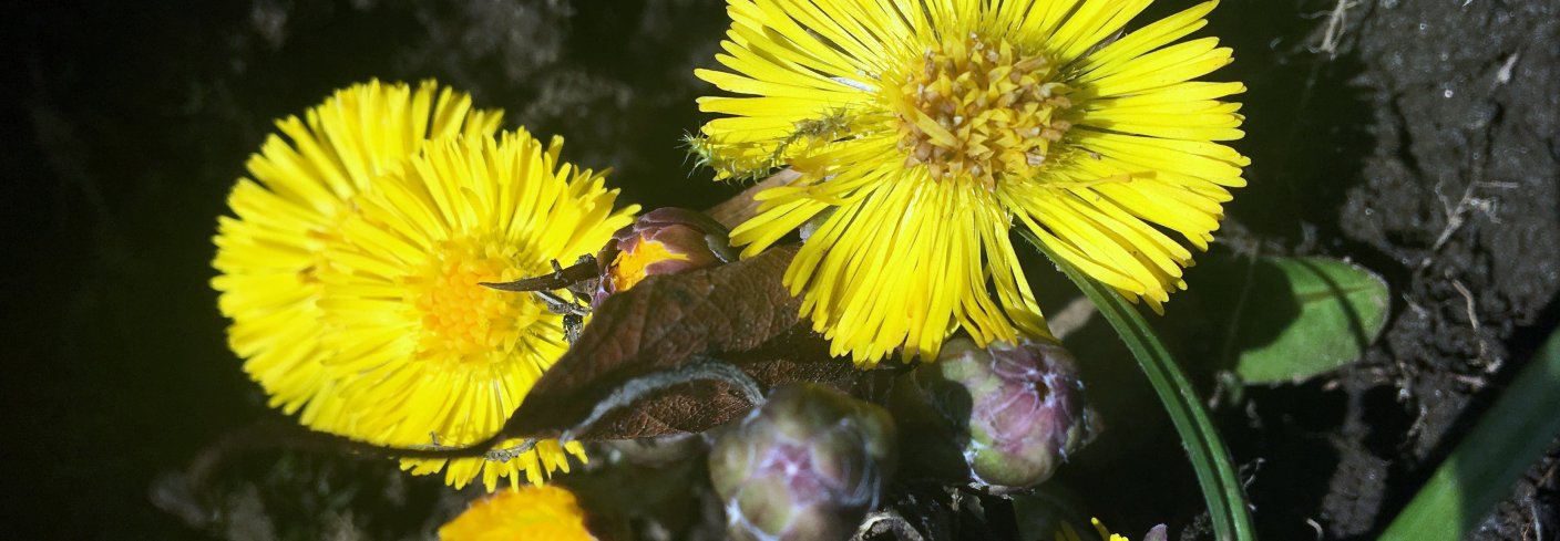 Hestehov i full blomst. Foto: Anita Land