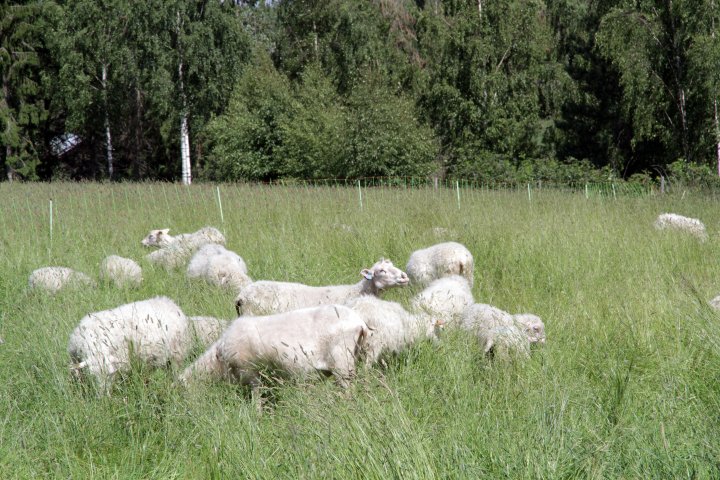 Sauene beiter i det høye graset, samtidig som de gjødsler og tråkker graset ned. Foto: Anita Land