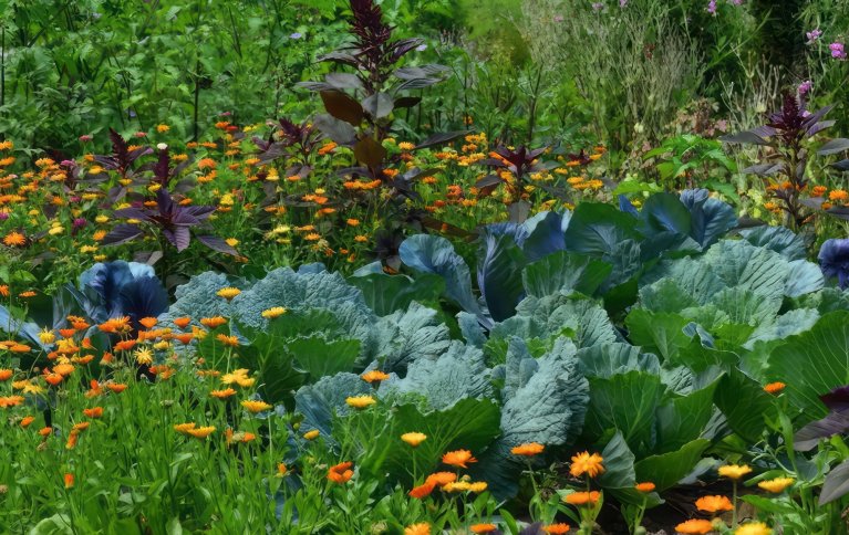 Garden Polyculture Topaz Denoise Enhance