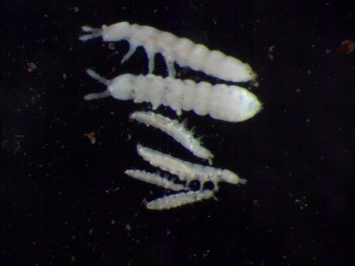 Små, hvite spretthaler er vanlige i jordbruksjord. Nederst tre individ av Mesaphorura macrocheata (lengde 0,7 mm), øverst to individ av  Protaphorura armata (lengde 1,8 mm). Disse artene mangler hoppegaffel, som vist av navnet «aphorura», «uten hale». Foto: Reidun Pommeresche