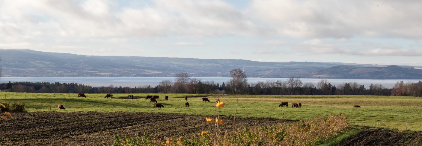 Vekstskifte mellom noen grønnsaker og artsrik, kortvarig eng er bra for jordhelsa og er sykdomsforebyggende, men passer ikke for alle. Foto: Anne-Kristin Løes, NORSØK