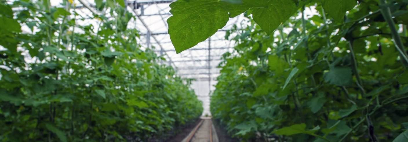 Tomatdyrking i Kjær Gartneri. Foto: Debio