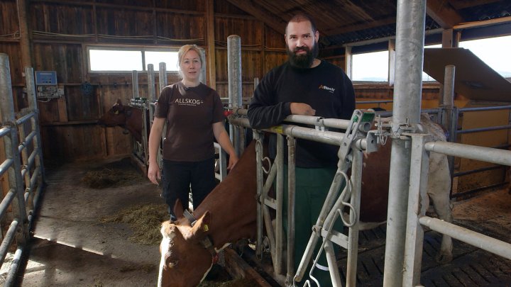 Ingvild Rekstad  og Jørgen Soknes ved Skaun Økosamdrift kalvene gå sammen med «ammetanter» den første tida etter råmelksperioden. Foto: Tommy Rustad