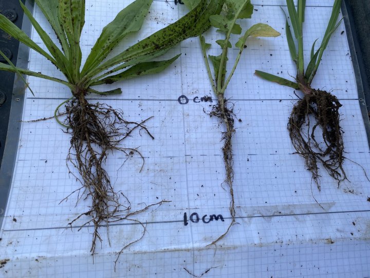Bilde 5. Ulike fangvekster sådd etter innhøsting av hovedkulturen kan bidra til mindre erosjon, mindre næringstap, økt karbonbinding og fôring av jordlivet med roteksudater utover høsten. Plantene her er smalkjempe, oljereddik og havre, de har vokst i 57 dager på Nordmøre. Foto: Reidun Pommeresche