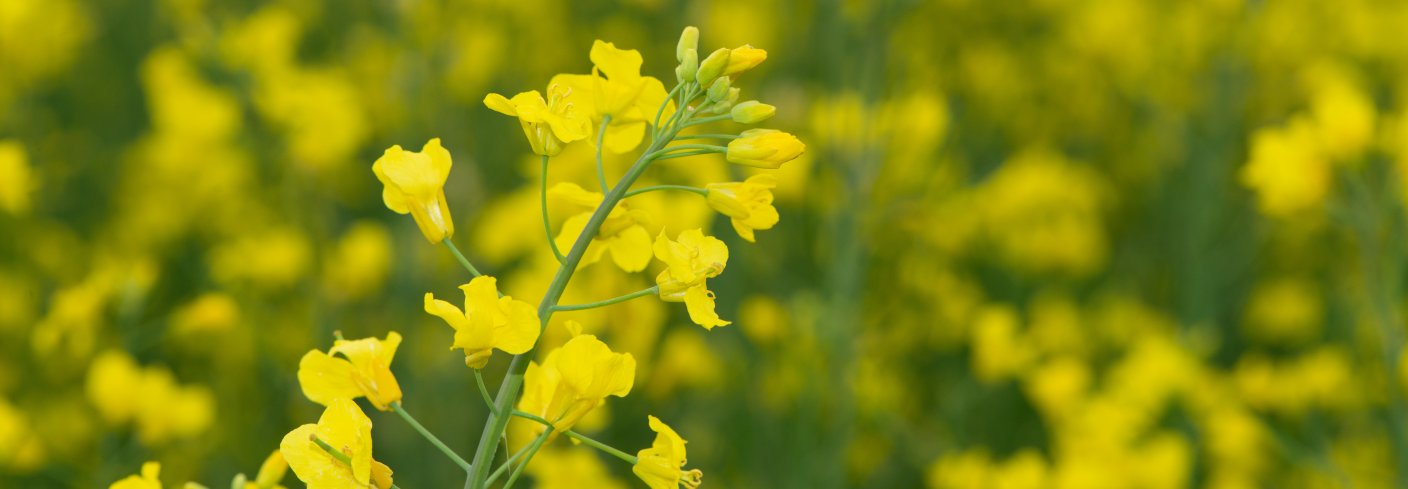 GOD ØKONOMI: Rapsens tykke pålerot gjør planten til en eminent jordarbeider i vekstskifte. Avlingen gir menneskemat og proteinrikt fôr på samme tid. Når det samtidig er god økonomi og stor etterspørsel, så gjør dette at rapsdyrking er attraktivt for økodyrkere. . Foto: Steffen Adler