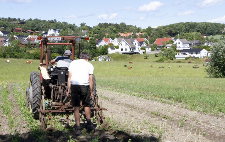 Asbjørn Lavoll og Ranjit Singh på traktoren radrenser grønnsakene til andelshaverne. Foto: Anita Land