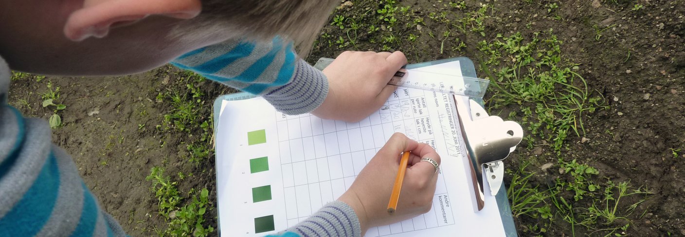 Mellom hver rute med 20 løk plantet vi tagetes. Antall løkplanter som spirte ble målt én gang. Høyde på høyeste og laveste løk i hver rute og farge ble registrert to ganger i sesongen. Elevene noterte også dersom noen løker var syke eller visne. Det ble luket 4 ganger. Foto: Reidun  Pommeresche