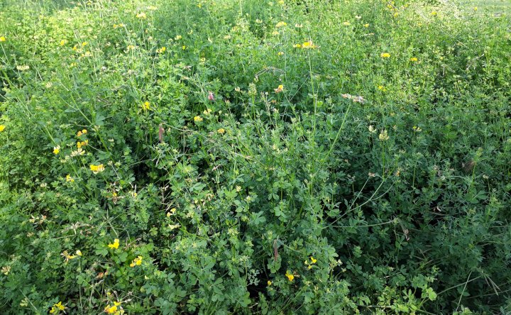 Tiriltunge har små, gule blomster. Bildet er fra Sveits. Disse plantene blir brukt til frøproduksjon og har ikke blitt slått før blomstring. Foto: Ievina Sturite