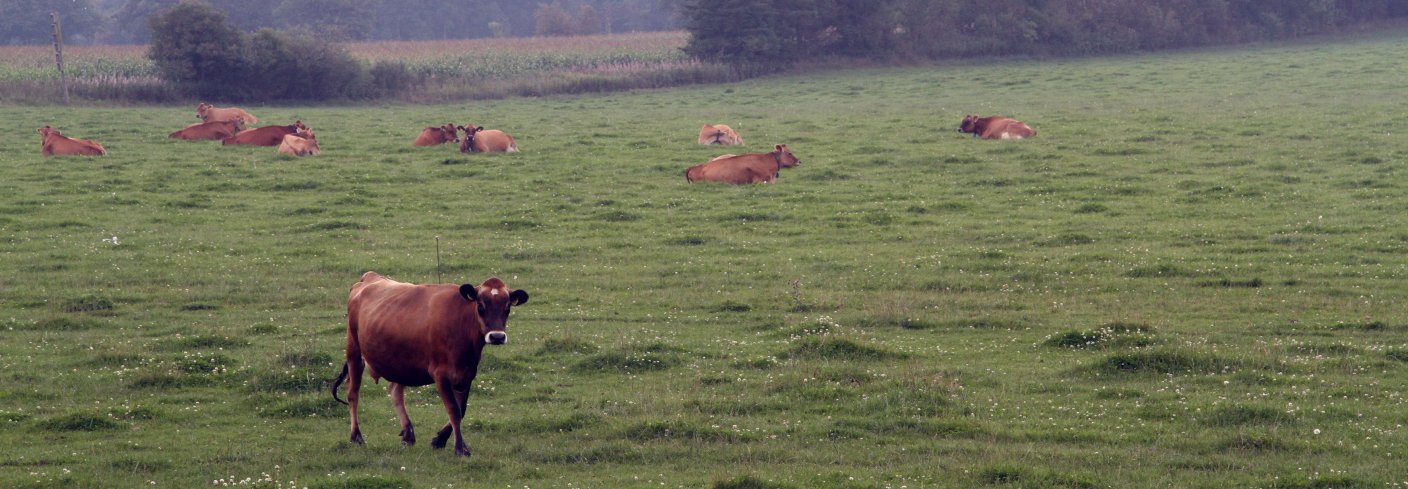 Økologisk mjølkeproduksjon, økt bærekraft i økologisk landbruk, kunnskapsformidling, forsyningssystemer for økologisk mat og utvikling av økologisk landbruk var tema på konferansen.