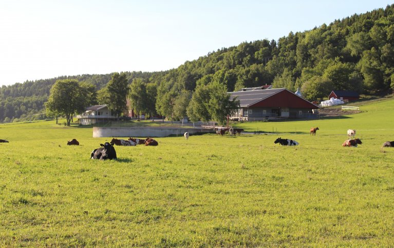 Storborg gård er en av de ni gårdene som ble undersøkt i studien. Foto: Randi B. Frøseth