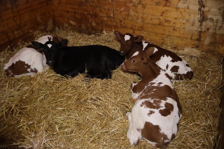 Småkalver i eldre hesteboks med halm. Foto: Rosann Johanssen