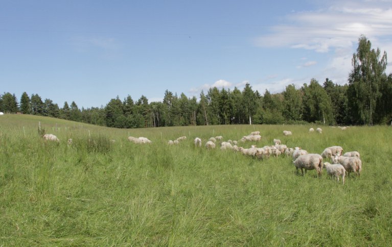 Gården Toreshaugen drives etter regenerative dyrkingsprinsipper og med helhetlig beiteplanlegging. Foto: Anita Land