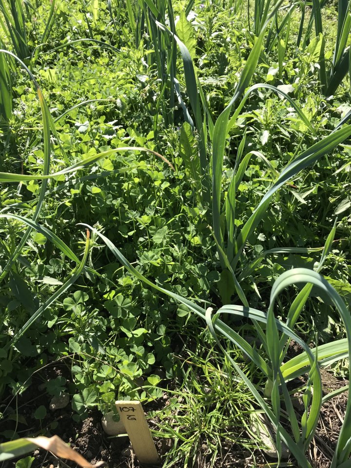 Bilde 5. En underkultur/fangvekstblanding med hvitkløver (Rivendell) dekker godt mellom purreradene, binder karbon, hindrer jordsprut på plantene og har jordhelsefremmende effekter. Konkurranse fra kløveren kan bli stor og redusere avlingene til kulturplanten. Foto: M.G. Thomsen, NIBIO