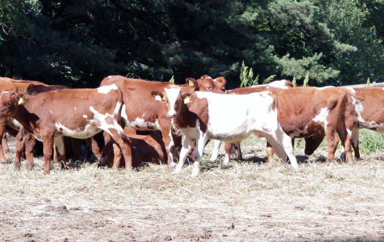 Forfatterne har kartlagt hvilke tiltak produsentene tar i bruk for å handtere tørkeperioder, både i planteproduksjonen og i husdyrholdet. Foto: Anita Land