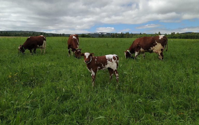 I økologisk melkeproduksjon er det et krav at kalven skal kunne die i minst tre døgn og få naturlig melk i minst tre måneder. NORSØK har i flere prosjekter studert samvær mellom ku og kalv i opplegg der kalven får beite lenger sammen med mora. Foto: Rosann Johanssen 