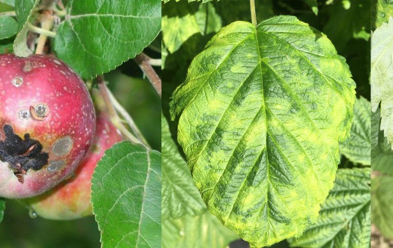 Til venstre: Epleskurv. Til høyre: Bladmidd på bringebær - Symptomer på underside og overside av blad. Foto: Olaug Bach og Gaute Myren