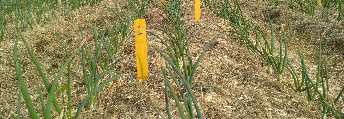 Det er mange positive effekter ved bruk av plantehakk som jorddekke. Denne artikkelen sammenfatter funn fra forsøk på temaet. Foto: S. Hansdotter