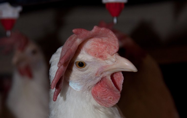 Høner er verdifulle også etter sin død; som råstoff for næringmidler, gjødsel, fôr eller direkte som menneskemat. Det er mange bruksområder som er mer fornuftig enn å brenne opp de tapre egg-leggerne. Foto: Karianne Fuglerud Ingerø, NFL