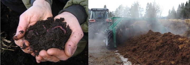 Bilde 2. Komposterte planterester og husdyrgjødsel gir næring til jordliv og planter. Skikkelig varmkompostering, med høy nok temperatur over lang nok tid, er ekstra viktig dersom utgangsmaterialene inneholder plantepatogene mikroorganismer. Foto: Kirsty McKinnon, NORSØK