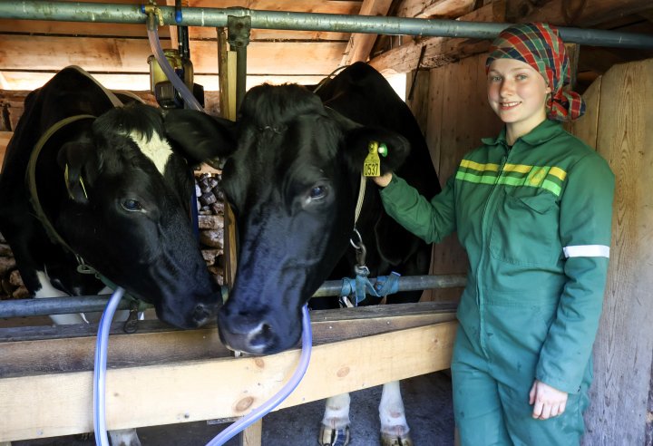 Fjøsstellet morgen og kveld er grunnlaget for alt som lages på setra. Her melker budeie Marie kyrne før melka foredles til ost, smør og rømme