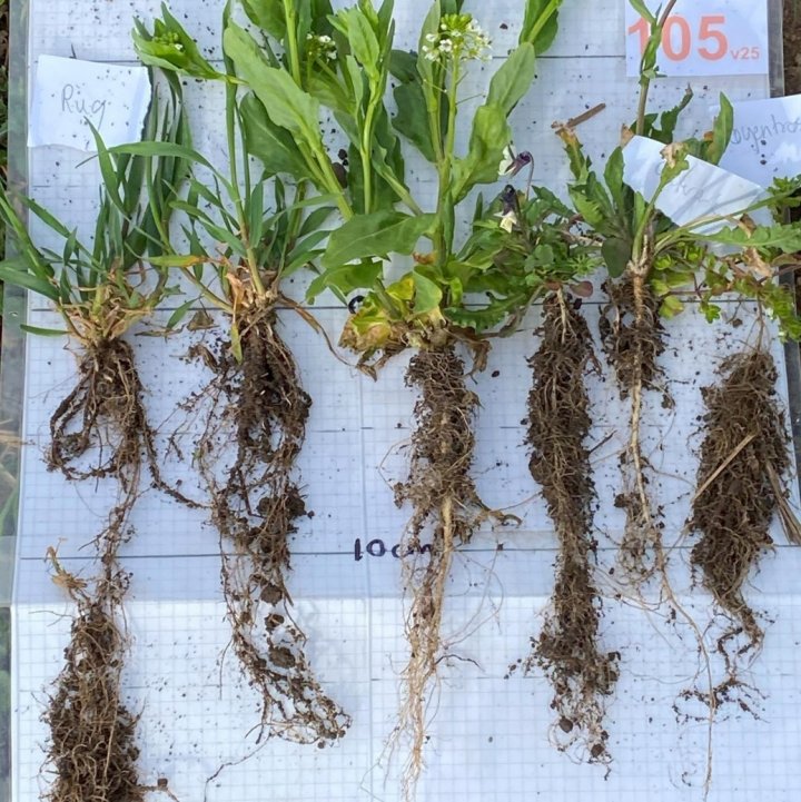 Siste Bilde Jordpelsartikkelen Bilde 4. Mye jord og en del rotjordpels på både fangvekst (rug) og ugras (april 2025). Her er røtter fra overvintrete rugplanter, brukt som fangvekst (to planter til venstre), og ugras fra samme jord og felt. Disse plantene er ikke ristet, så her er det mer jord enn det som inngår i begrepet rotjordpels. . Foto: Reidun Pommeresche