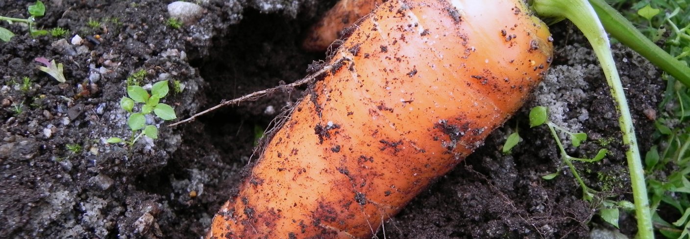 Håndhøsting gir mer fleksibilitet i dårlig vær, krever lavere investeringer og gir lavere lagerkostnader regnet per kilo. God tilgang på arbeidskraft er dog en forutsetning. Foto: NORSØK