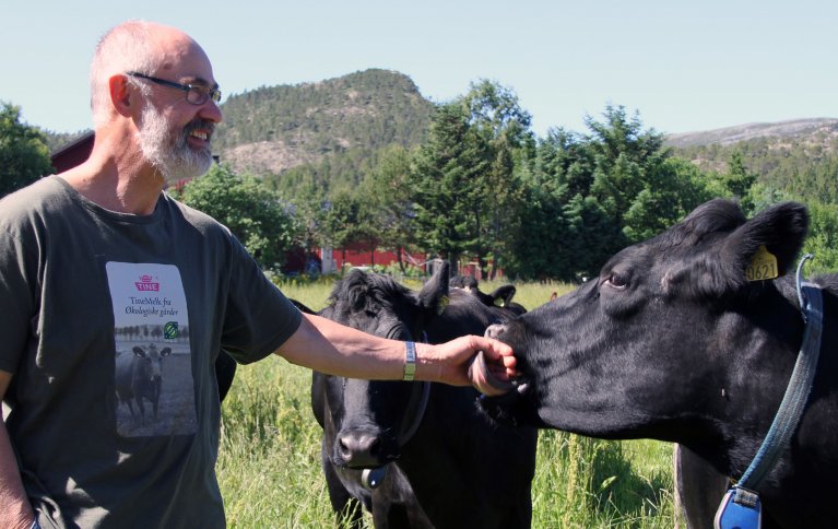 Otto har god kontakt med kyrne, og sørger for oppfølging av hver enkelt. Foto: Eva Pauline Hedregart