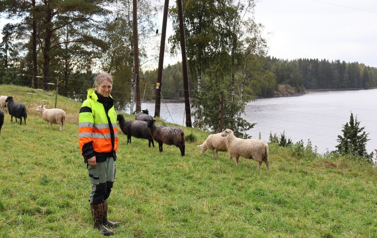 På Mellom Fange Gård trives de godt med alle dyra, men de ville trolig ikke hatt sau hvis de ikke drev med direktesalg av kjøttet. Foto: Rosann Johanssen