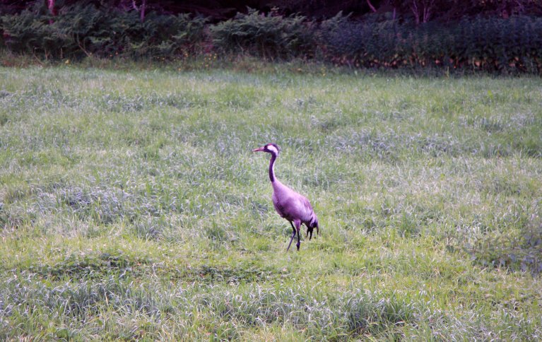 Fugler gir et godt bilde på naturens "helsetilstand". Mange arter er knyttet til jordbrukslandskapet. . Foto: Anita Land