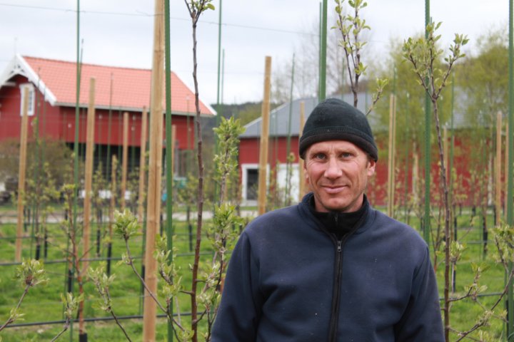 Røste ønsker å legge om den økologiske epleproduksjonen først. Han veit det er etterspørsel etter denne varen nå, og blir trigga av utfordringene han vet økologisk drift vil gi. Foto: Mikkel Aanderaa / FMHO