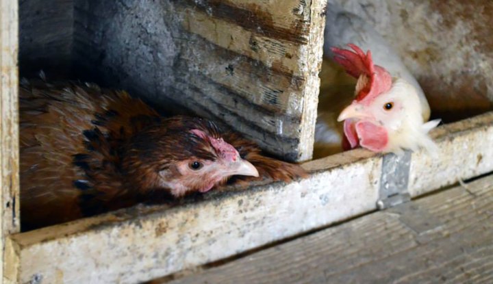 Høner legger egg i redekasser. Foto: Juni Rosann E. Johanssen