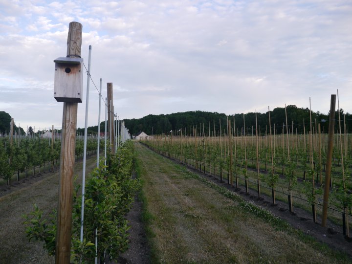 Foruten det nøyaktige håndarbeidet bruker ekteparet mye fugl og bier. Det står mange fuglekasser blant epleradene. Når en tredjedel av epleblomstene er sprunget ut slippes biene fra kubene, to kuber pr. 10 da. Bjerketvedt sverger også til fresing i radene for å få svart jord slik at næringa går i trærne og ikke i ugresset