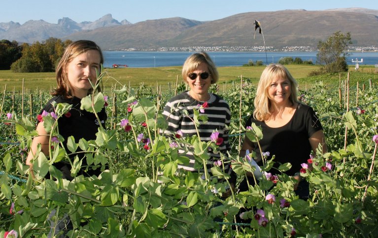 De tre NIBIO-forskerne Ewelina Wojciechowska, Inger Martinussen og Ingunn Vågen i ertefeltet på Holt i Tromsø. . Foto: Anne Linn Hykerud