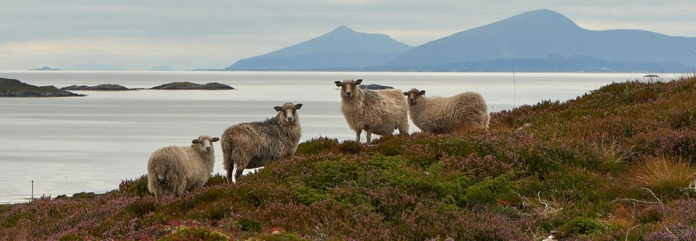 I et treårig prosjekt har NORSØK samlet inn data fra kystlynghei og tilhørende landbruk, for å styrke kunnskapen om denne truede naturtypen. Foto: Steffen Adler 
