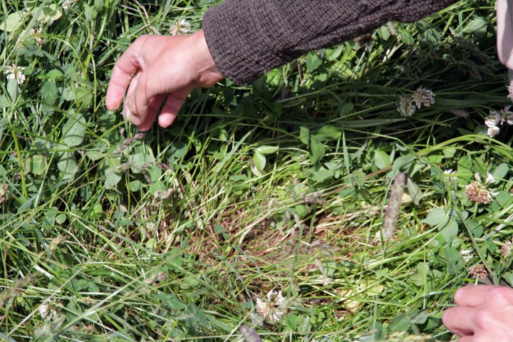 Etter flere år med husdyrløs korn- og potetproduksjon på den bakkeplanerte leirjorda på gården var det behov for engdyrking og husdyr. Nå trives kløver og gras sjøl om jorda fremdeles er pakket. Foto: Anita Land